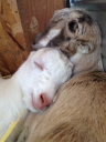 Faerie Goatmother