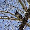 Trail Maintenance Volunteer Opportunity Image