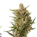 Fweedom Cannabis Logo