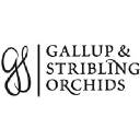 gallup-stribling.com