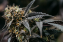 Ganja Goddess GG MT Logo