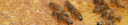 Opportunity image