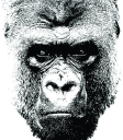 gorilladesign.org