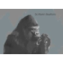 gorillamin.com