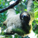 Go Tours Costa Rica