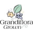 Grandiflora
