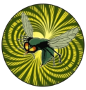 Greenhornet