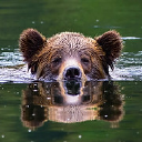 Grizzlytour