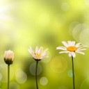 Healing Tree Hypnotherapy