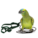 Hookbills