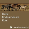 Bazakoni.pl logo