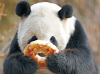 Beanpanda.com logo