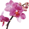 Beautifulorchids.com logo