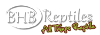 Bhbreptiles.com logo
