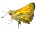 Butterfliesandmoths.org logo