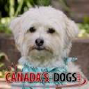 Canadasguidetodogs.com logo