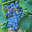 CaptainVineyards LLC