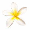 Hawaiiactivities.com logo