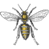 Keepingbackyardbees.com logo