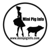 Minipiginfo.com logo