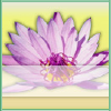 Newbuddhist.com logo