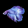 Nippyfish.net logo