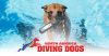 Northamericadivingdogs.com logo