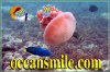 Oceansmile.com logo