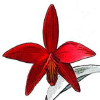 Orquideasnoape.com.br logo