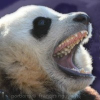 Pandasthumb.org logo