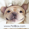 Petibox.com logo