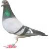 Pigeonsproducts.com logo