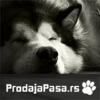 Prodajapasa.com logo