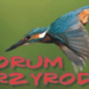 Przyroda.org logo