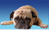 Pugvillage.com logo