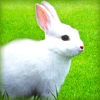 Rabbitbreeders.us logo