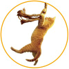 Savethecat.com logo
