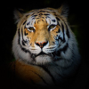 Tigersincrisis.com logo