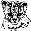 Wildcatconservation.org logo