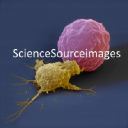 Science Source Images