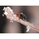 Associates Insectary