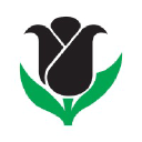 Black Tulip Flowers LLC