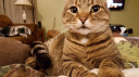 Cat Claws Inc