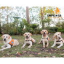 Empower Assistance Dogs