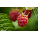 Enfield Farms Inc