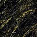 Field by Night