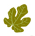 Fig Tree Flooring Contractors
