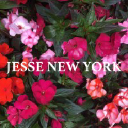 Jesse New york