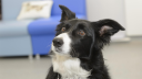 MOY FARM VETERINARY CENTRE LIMITED