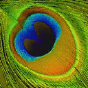 Peacock Partnership